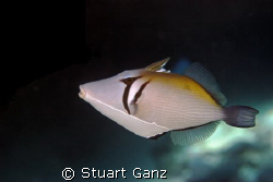 Lei Triggerfish by Stuart Ganz 